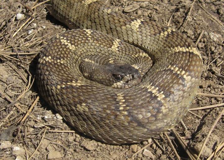 Northern Pacific Rattlesnake